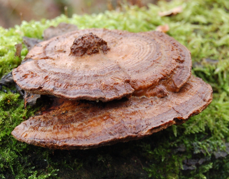Funghi del 14 gennaio.